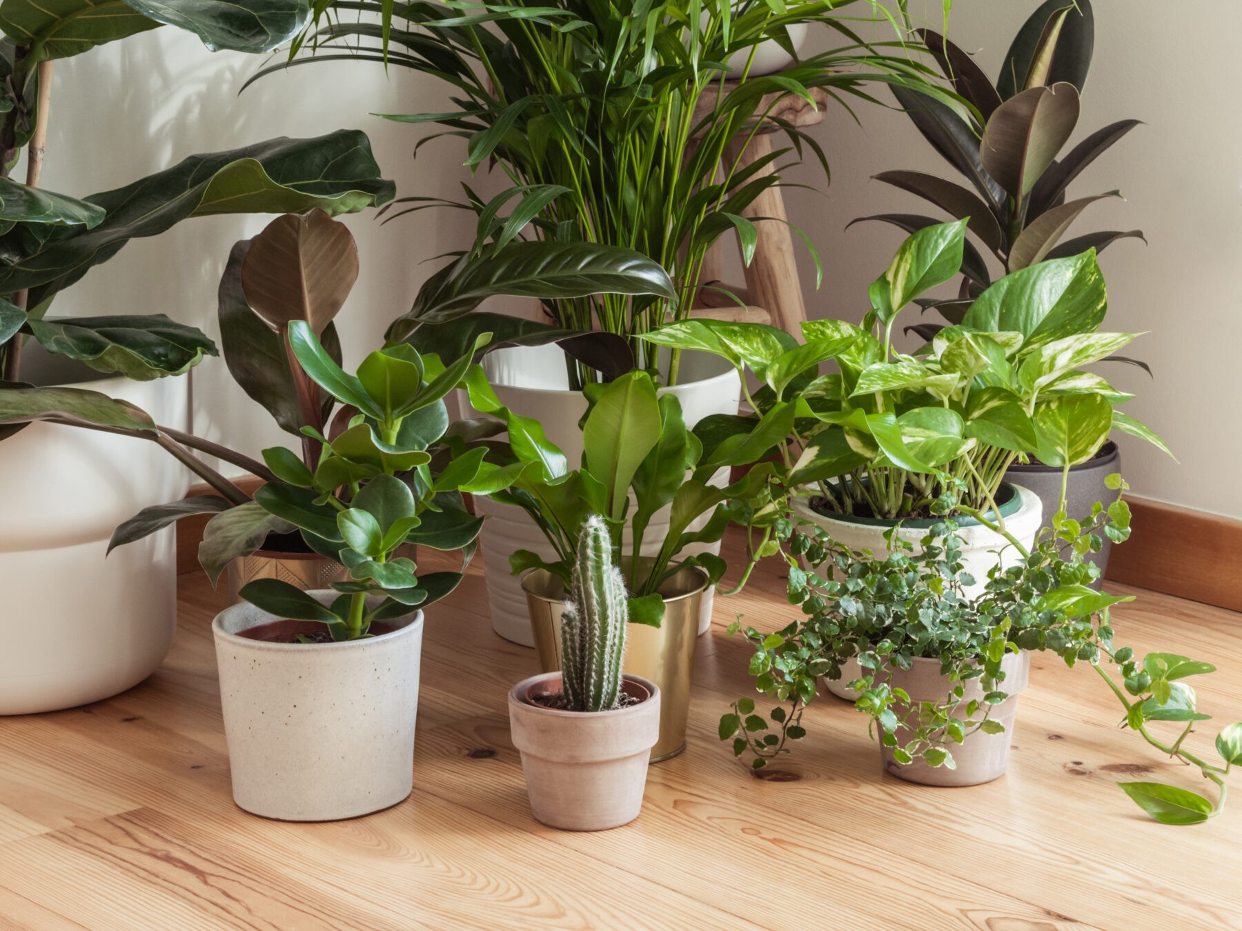 Jardim interior